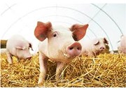 Solutions in Philippines have slowed the spread of African swine fever